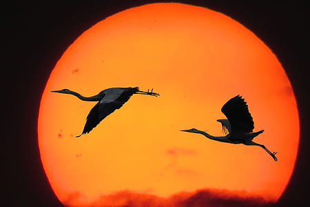 two birds painting thumbnail