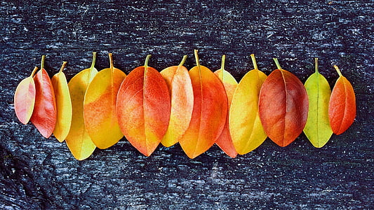 leaves lying on black surface thumbnail