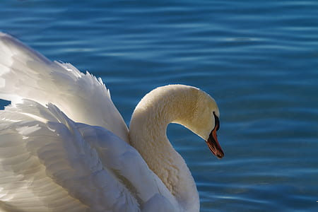 swan on body of water thumbnail