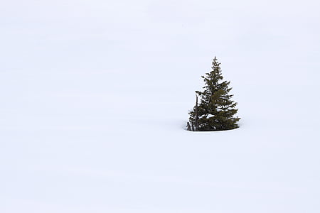 green pine tree thumbnail