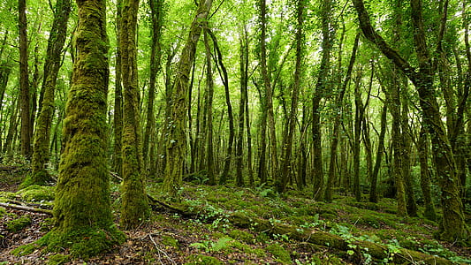 photo of green leaf trees thumbnail