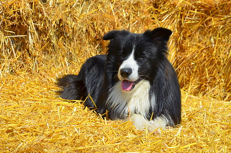 black and white coated dog laying on brown grass thumbnail