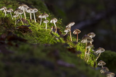 shallow focus photography of musrooms thumbnail