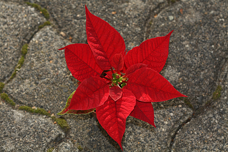 red poinsettia flower on grey stone thumbnail