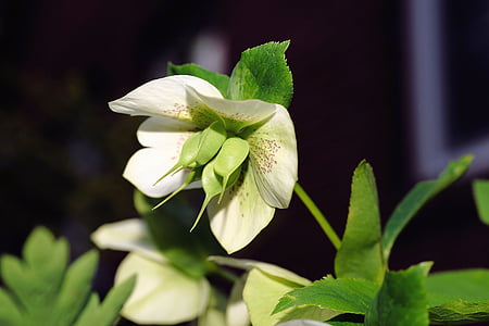 selective focus photography of white petaled flower thumbnail