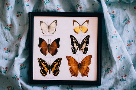 Black Wooden Framed Shadow Box of Butterflies thumbnail
