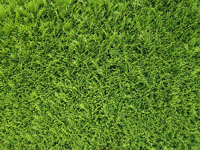 green lawn thumbnail
