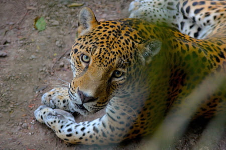 adult leopard lying on ground thumbnail