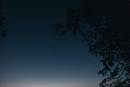 silhouette photo of tree leaves thumbnail