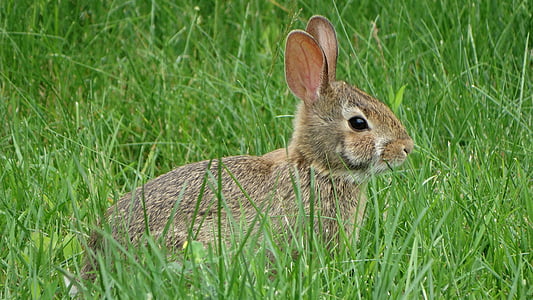 gray rabbit on grass field thumbnail
