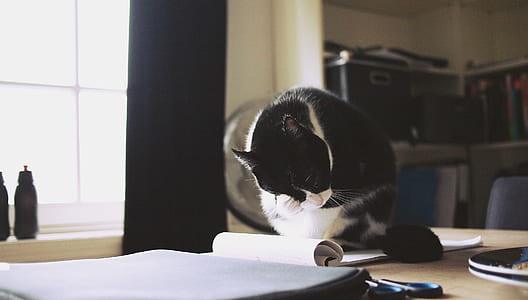 selective focus photography of white and black cat on table with notebooks thumbnail
