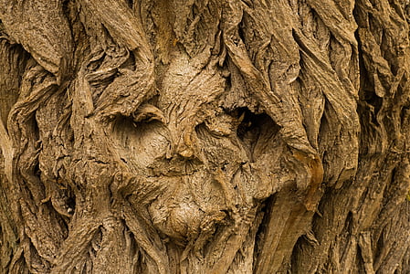 tree, face, tree face, background thumbnail