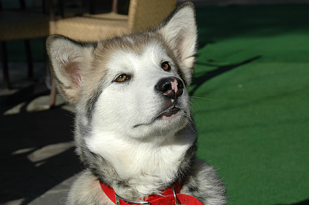gray and white Alaskan malamute puppy thumbnail