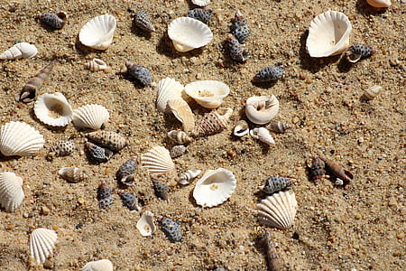 white seashells on brown sand thumbnail