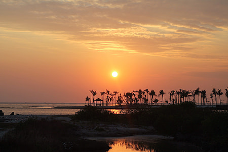 silhouette of palm tree during sunset thumbnail