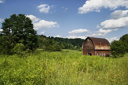 brown barn between grasses thumbnail