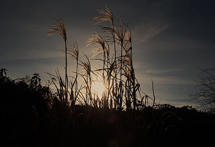 golden hour photography of grass under cloudy sky thumbnail