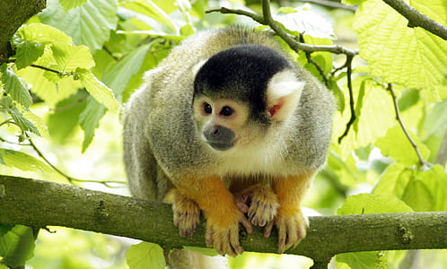 gray and white monkey on tree branch thumbnail