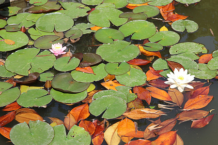 close-up photography of pink and white lotus flower floating on body of water during daytime thumbnail