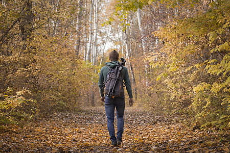 Walk in forest thumbnail