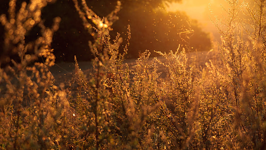 sunsetscape showing close-up photo of plants thumbnail