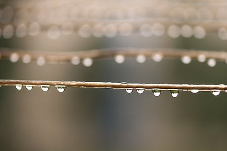 selective focus photograph of water dew on tree branches thumbnail