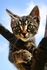 closeup photo of brown tabby kitten thumbnail