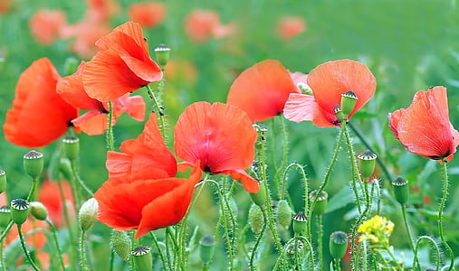 macro photography of red petaled flower thumbnail