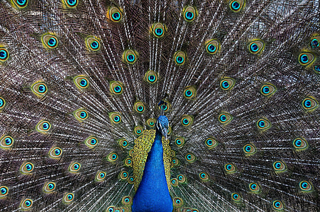 photo of Peacock thumbnail