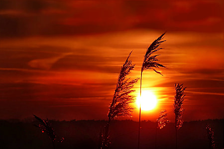 silhouette of plants under red sky during sunset thumbnail