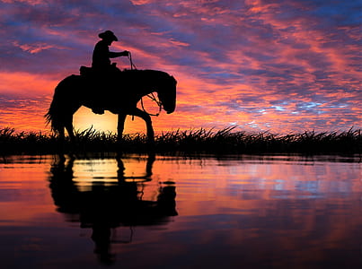 silhouette of man riding horse on field thumbnail