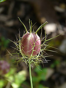 purple and green plant thumbnail