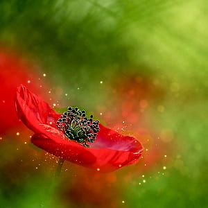 shallow focus photography of red petaled flower thumbnail
