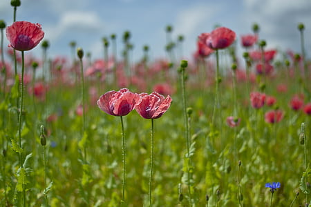 red flowers during daytime thumbnail