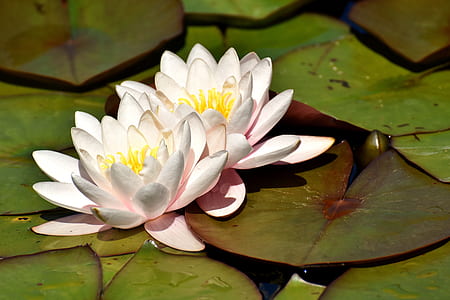two white petaled flowers thumbnail