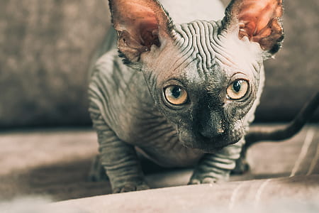 gray cat thumbnail