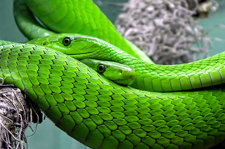 two green snakes on brown tree branch thumbnail
