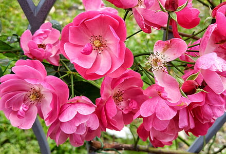 pink cherry blossom tree thumbnail