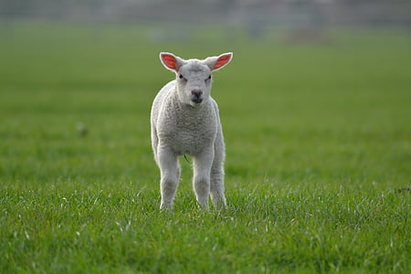 photo of gray sheep thumbnail