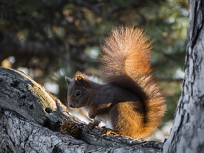 gray squirrel on gray tree trunk thumbnail
