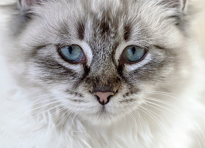 white and black cat thumbnail