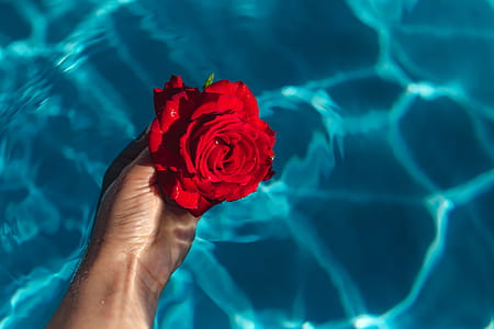 Fresh garden rose on the blue water of a swimming pool on a warm summer day thumbnail