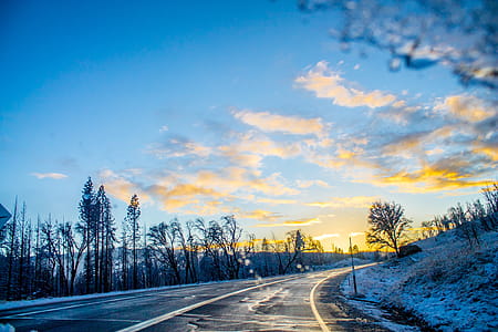 Trees Beside Asphalt Road thumbnail