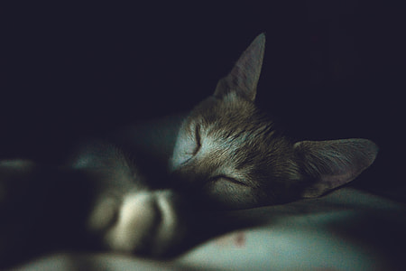 focused photography of grey kitten thumbnail