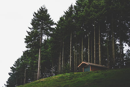 cabin in front of trees thumbnail