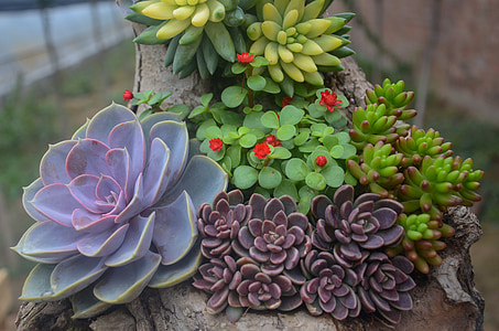 several succulent plants thumbnail