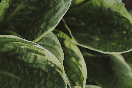 Green Leafed Plant In Shallow Photography thumbnail