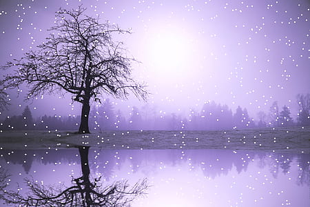 silhouette of bare tree near body of water thumbnail
