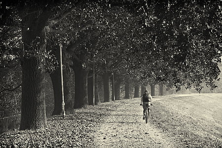 person riding on bicycle on road surrounded by trees during daytime thumbnail