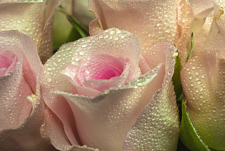 macro photography of roses with dew thumbnail